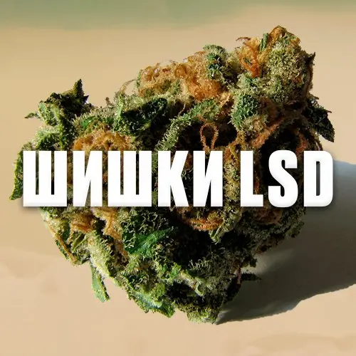 Шишки LSD 30%